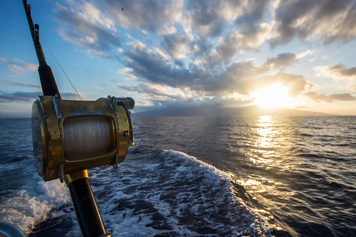 Catch of the Day: Fishing in the Adriatic Sea